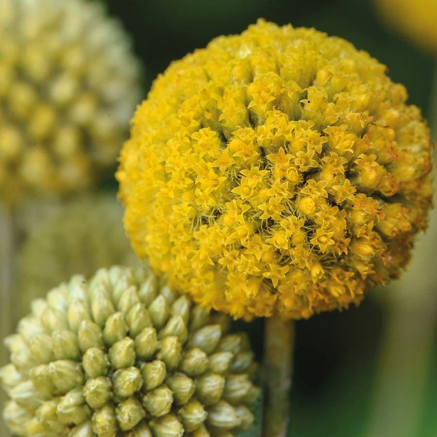 billy ball flower seeds Billy Buttons Craspedia Seeds