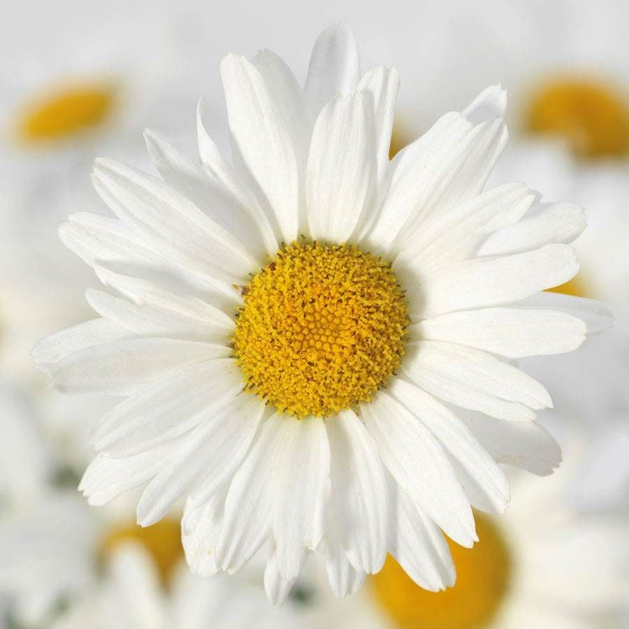 white daisy flower seeds White Lion Shasta Daisy Seeds