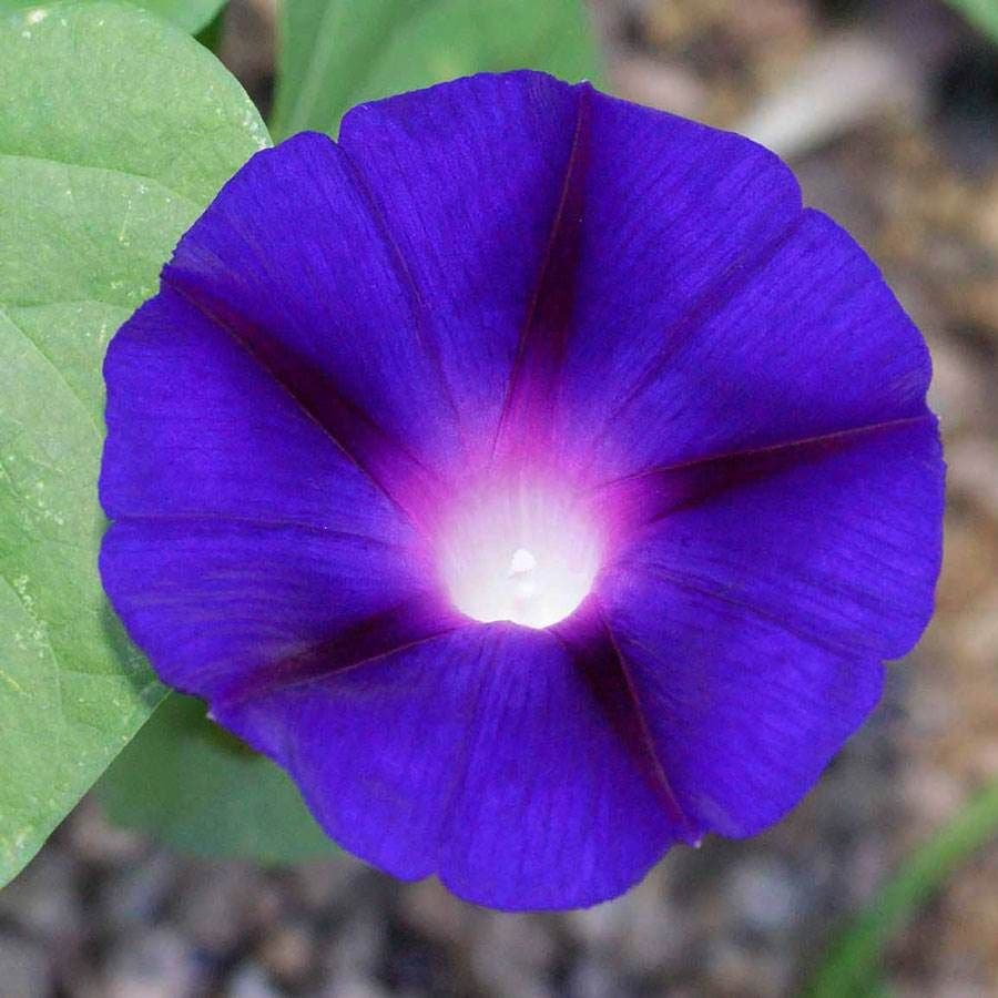 purple morning glory seeds Grandpa Ott' Morning Glory Vine Seeds – Park Seed