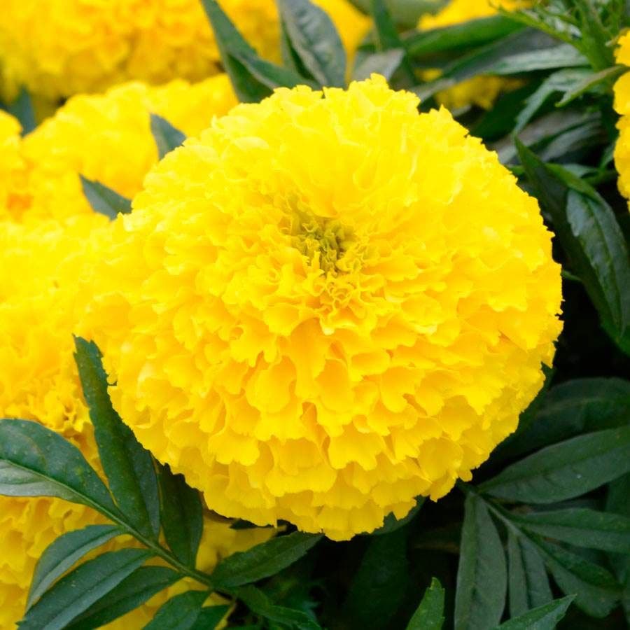 Big Duck™ Yellow Marigold Seeds