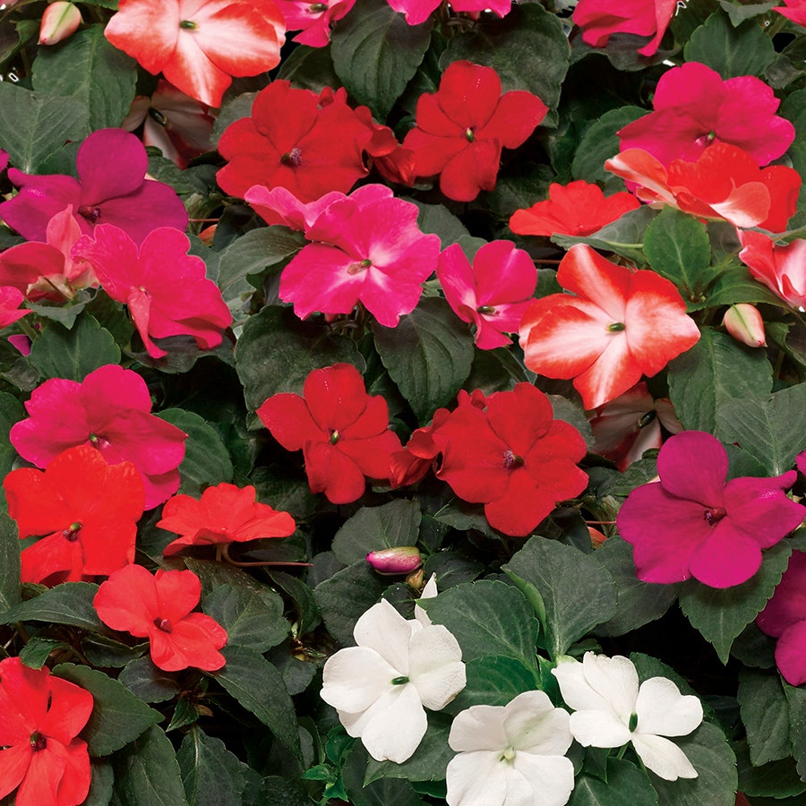 impatiens flower seeds online Imara™ XDR Mix Impatiens Seeds – Park Seed