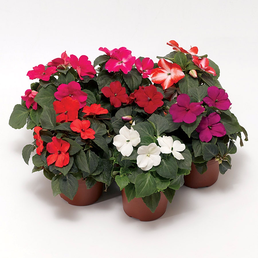 Imara™ XDR Mix Impatiens Seeds