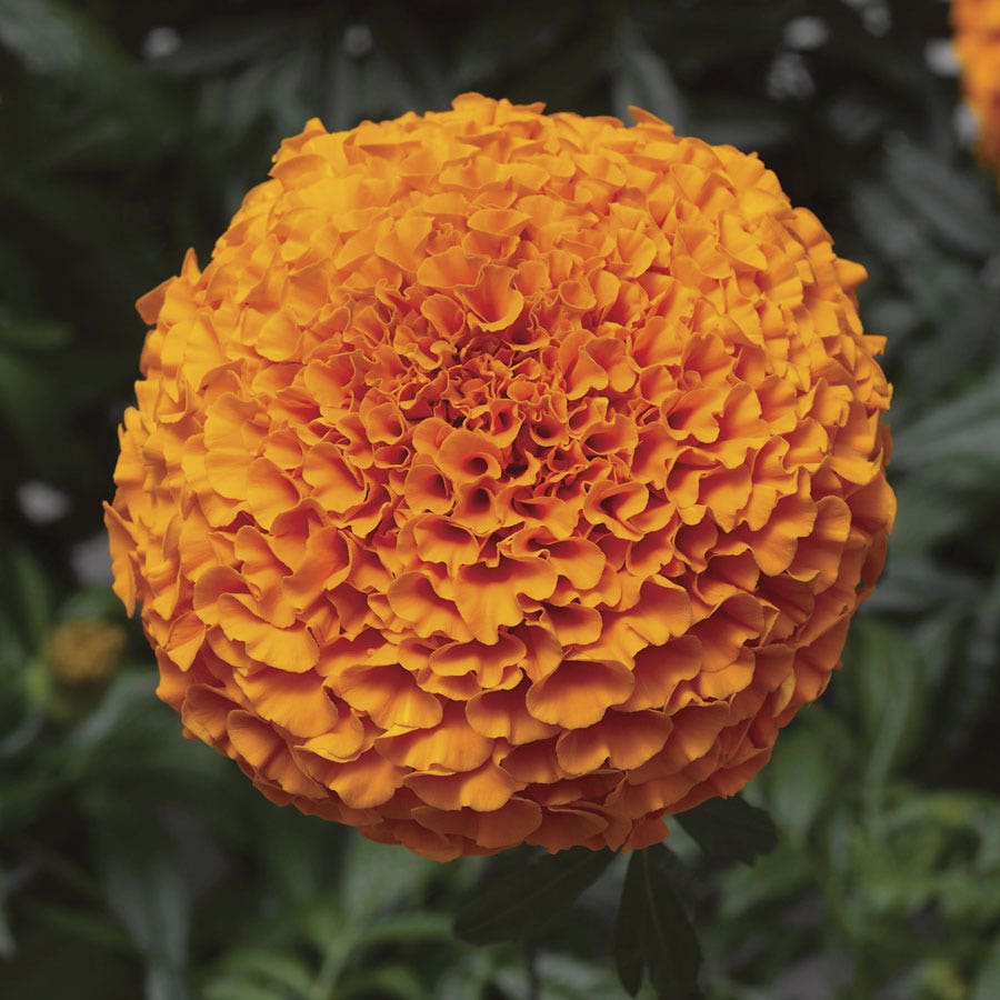marigold inca seeds Inca II™ Deep Orange Hybrid Marigold Seeds