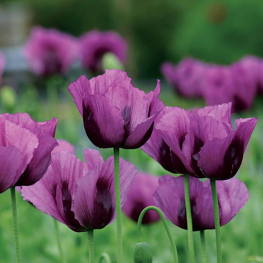 blue poppy seeds planting 'Hungarian Blue' Poppy Seeds