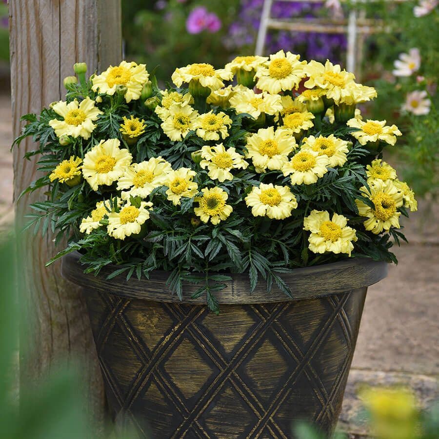 black marigold seeds 'Daisy Wheel Lemon' Marigold Seeds