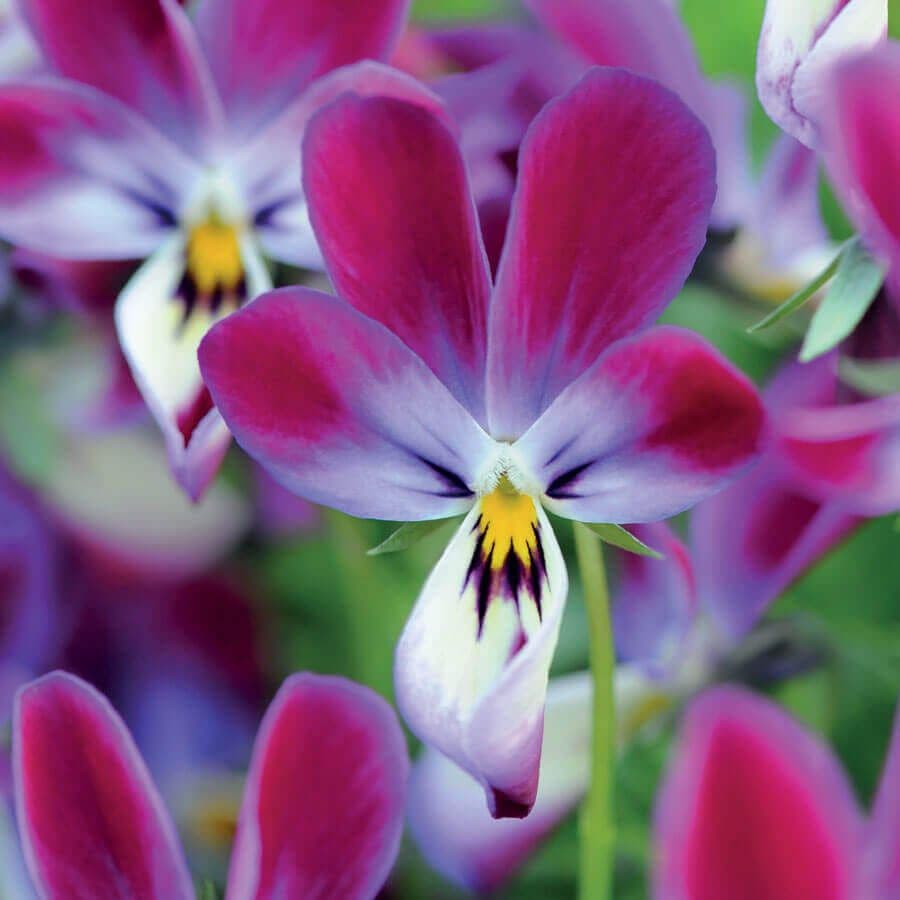 viola succulent 'Bunny Ears' Viola Seeds