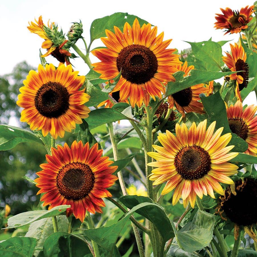buy sunflower seeds for garden Evening Sun Organic Sunflower Seeds