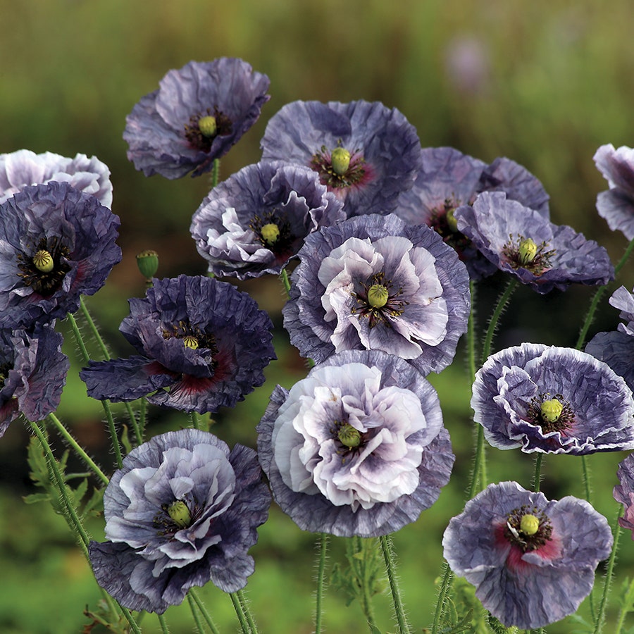 poppy flower seeds 'Amazing Grey' Poppy Seeds