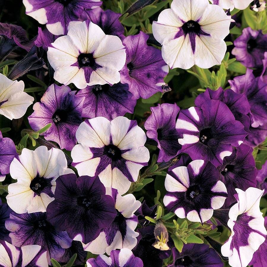 Shock Wave® Tie Dye Purple Petunia Seeds