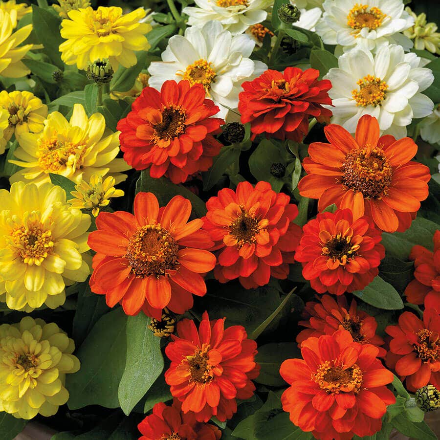 Profusion Double Sunrise Mix Zinnia Seeds