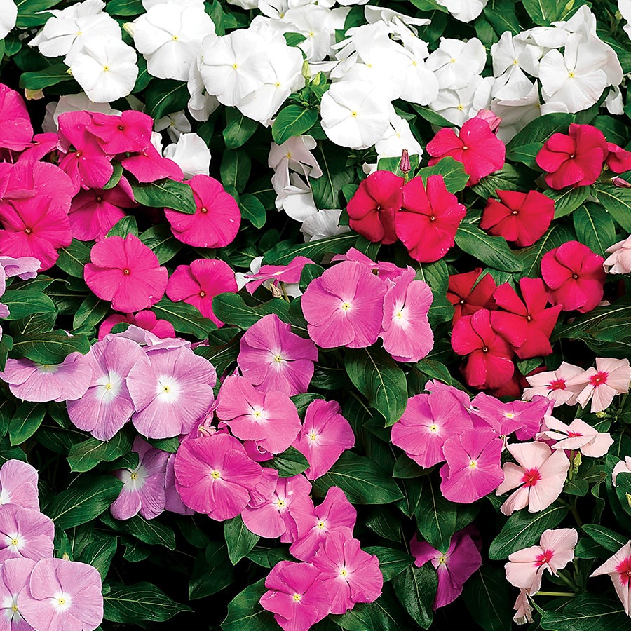 planting vinca seeds indoors Cora® XDR Mix Vinca Seeds – Park Seed