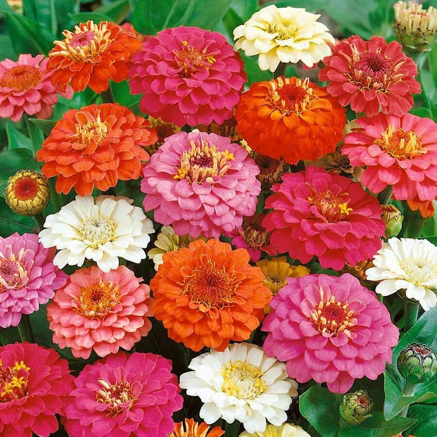 thumbelina hatches from the magical seed of which plant Thumbelina Mix Zinnia Seeds