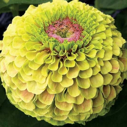 Queeny Lime with Blotch Zinnia Seeds