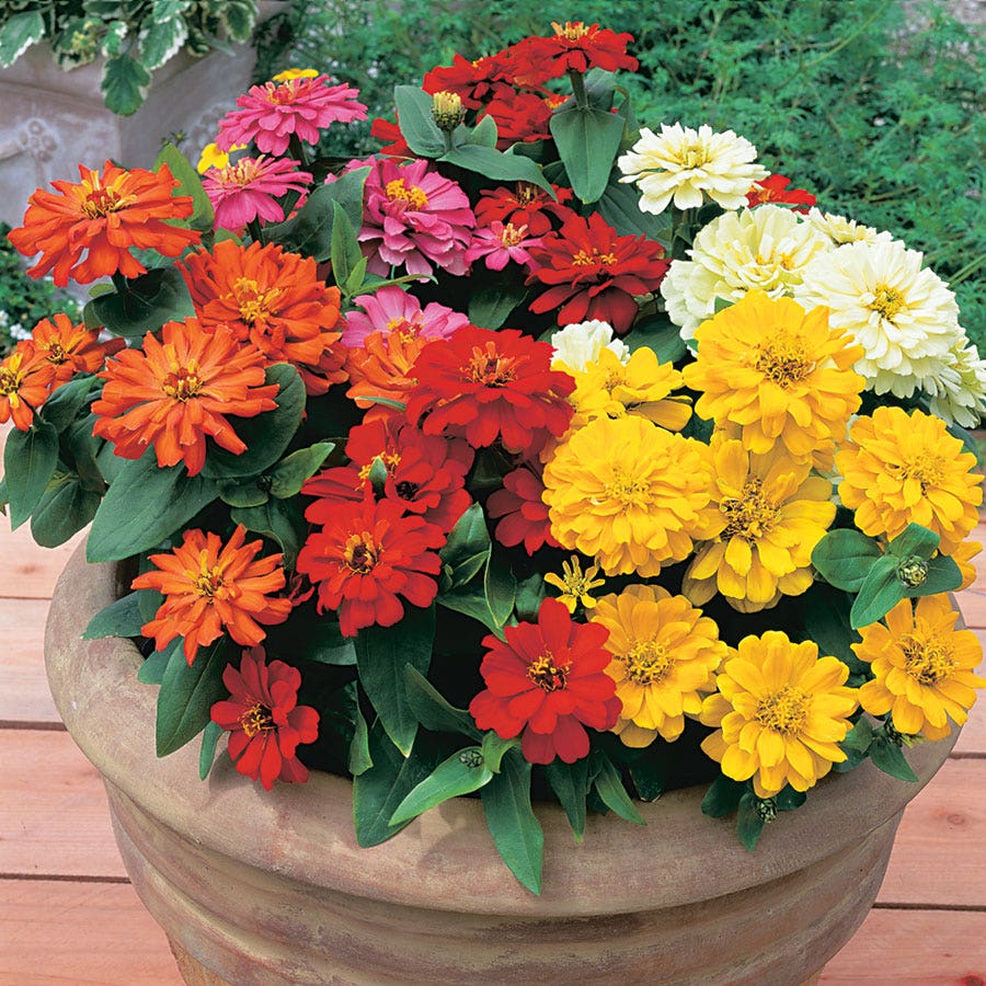 Short Stuff™ Fire Mix Zinnia Seeds
