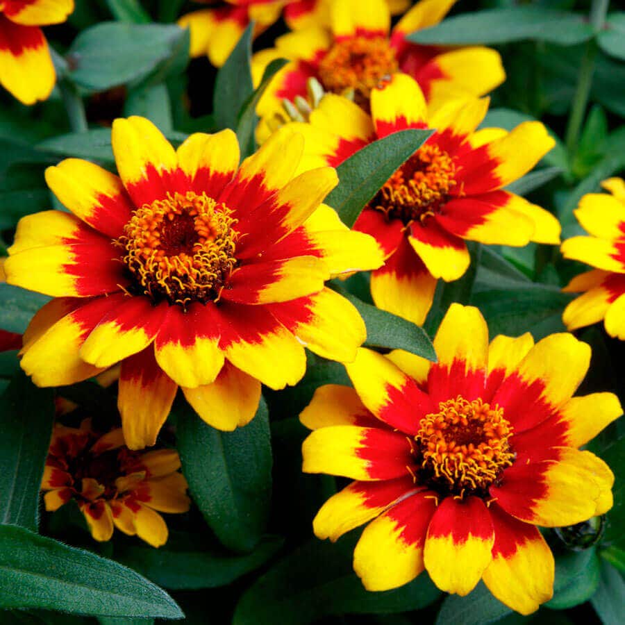 Profusion Red Yellow Bicolor Zinnia Seeds