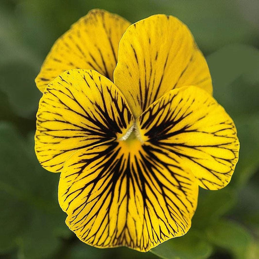 Sorbet® Tiger Eye Viola Seeds