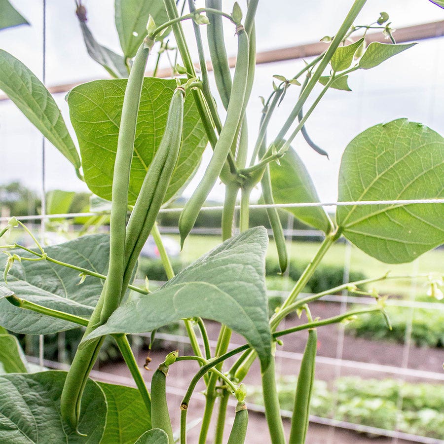 Seychelles Garden Bean Seeds