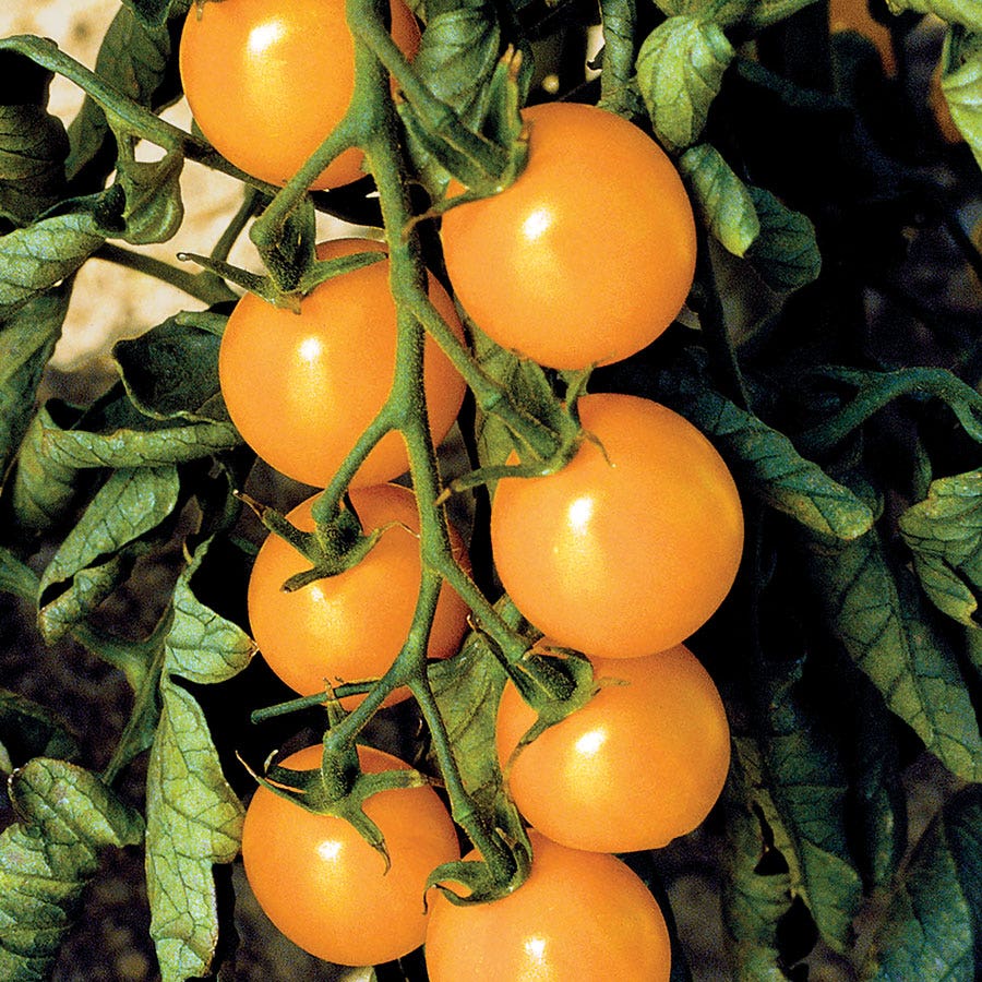 park seed tomato plants Sweet Gold F1 Cherry Tomato Seeds