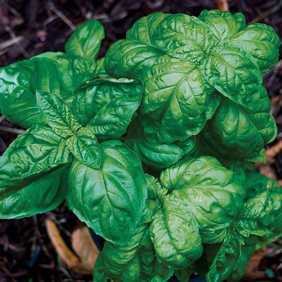 organic basil seeds for planting Emily Organic Basil Seeds – Park Seed