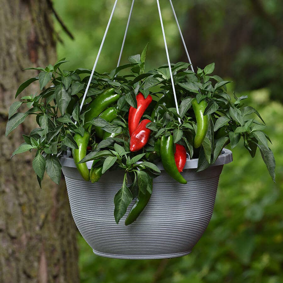self watering pepper planter Pot-a-Peño Pepper Seeds – Park Seed