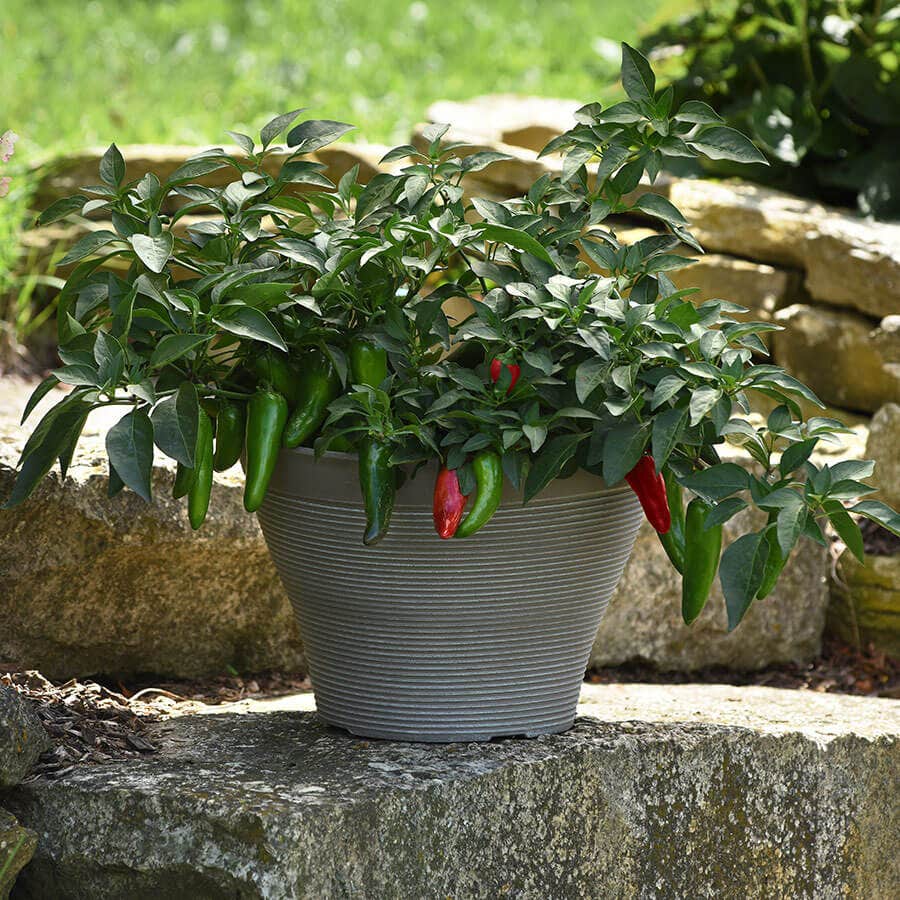 Pot-a-Peño Pepper Seeds