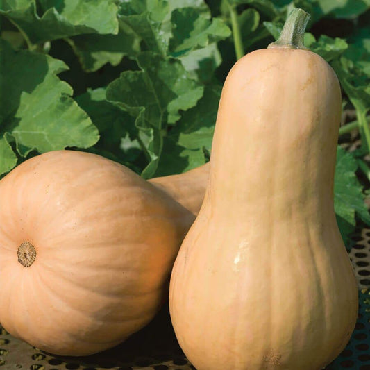 Big Chief F1 Butternut Squash Seeds