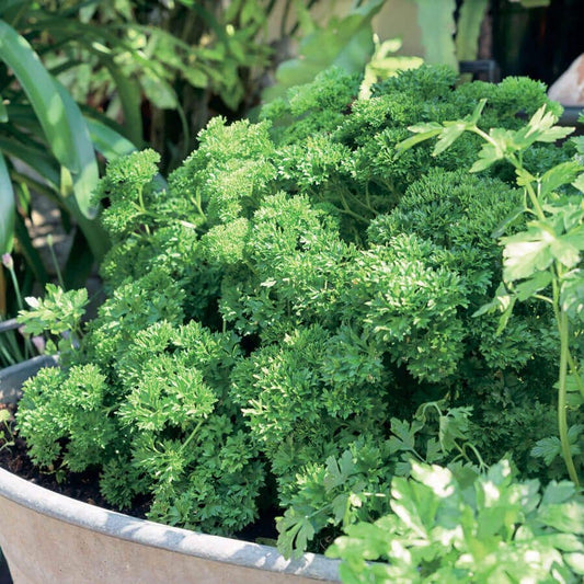 Garden Blend Parsley Seeds