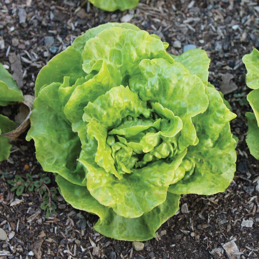 Bibb Lettuce, heirloom butterhead lettuce, tender green leaves Bibb Lettuce, heirloom butterhead lettuce, tender green leaves