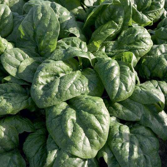 Space F1 Organic Spinach Seeds