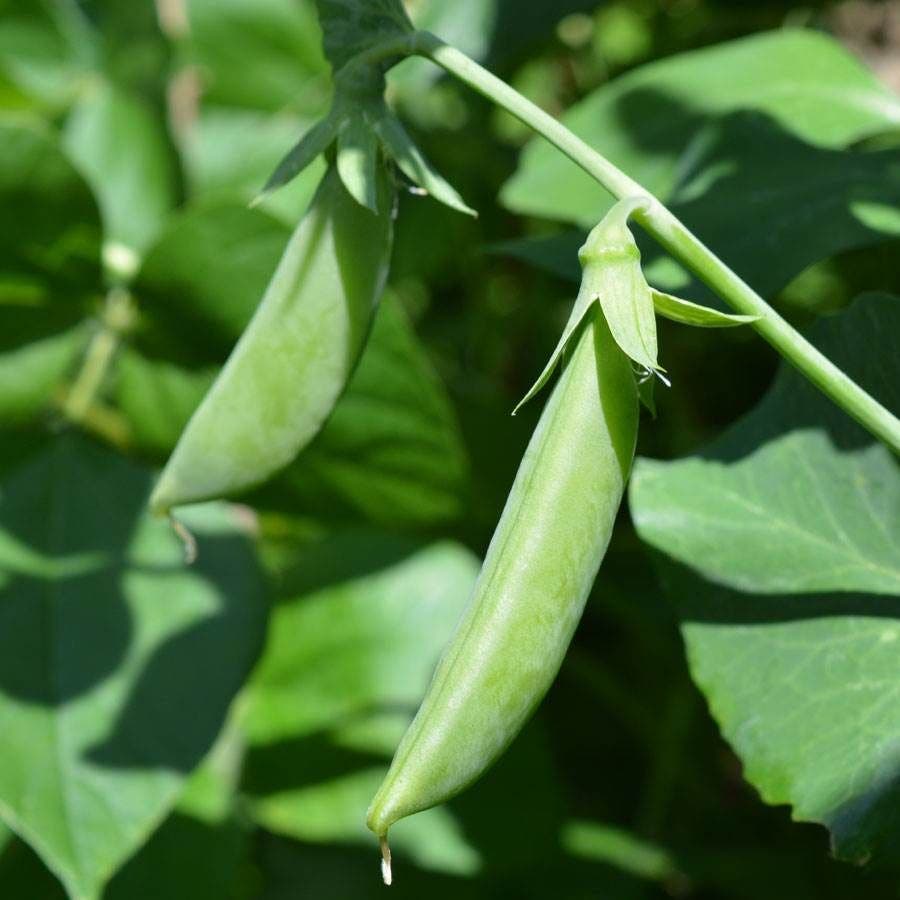 pea seeds for planting Sugar Ann' Sugar Snap Pea Seeds – Park Seed