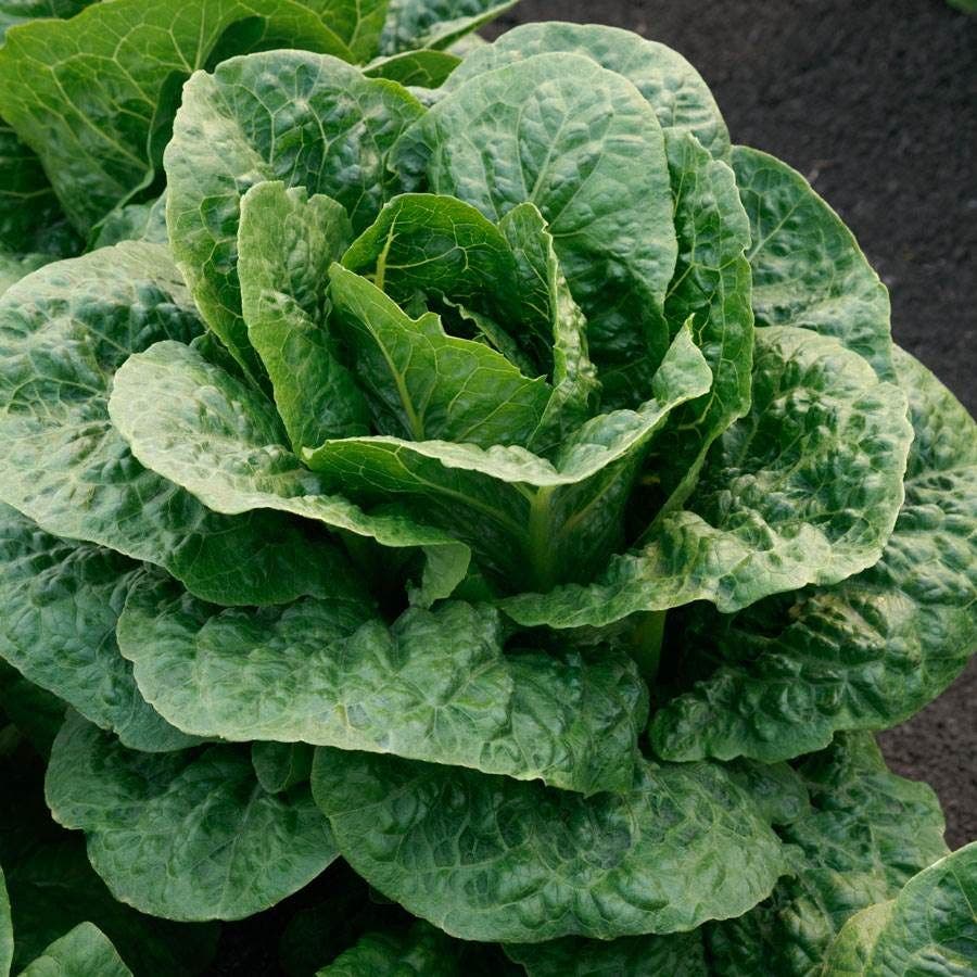 Teton Romaine Lettuce Seeds