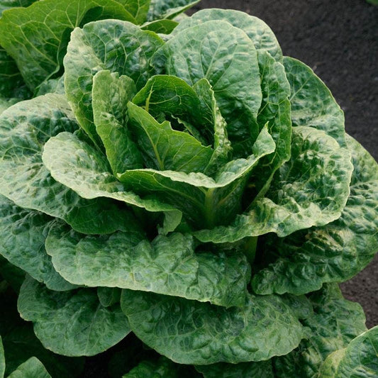 Teton Romaine Lettuce Seeds