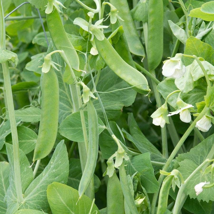 the champion flower seeds Champion of England' Heirloom Pea Seeds – Park Seed