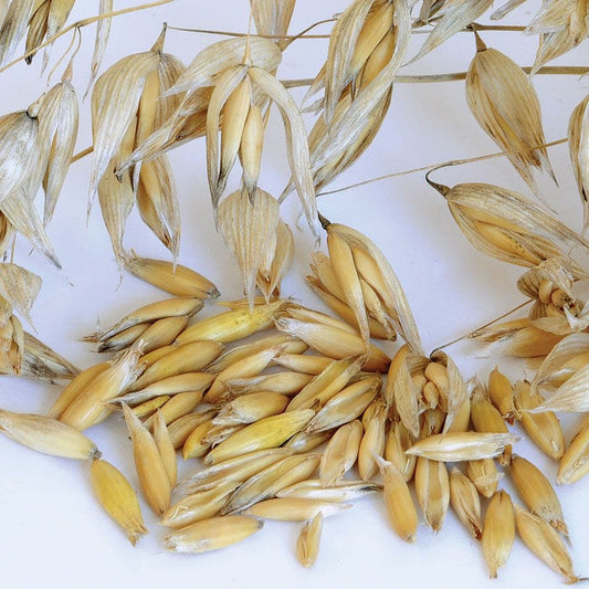 Common Organic Oats Cover Crop Seeds