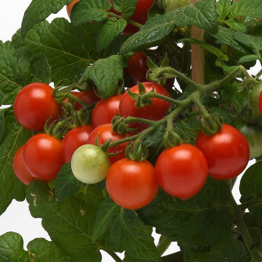 mini tomato plant seeds Kitchen Minis™ Siam Edible Potted Tomato Seeds
