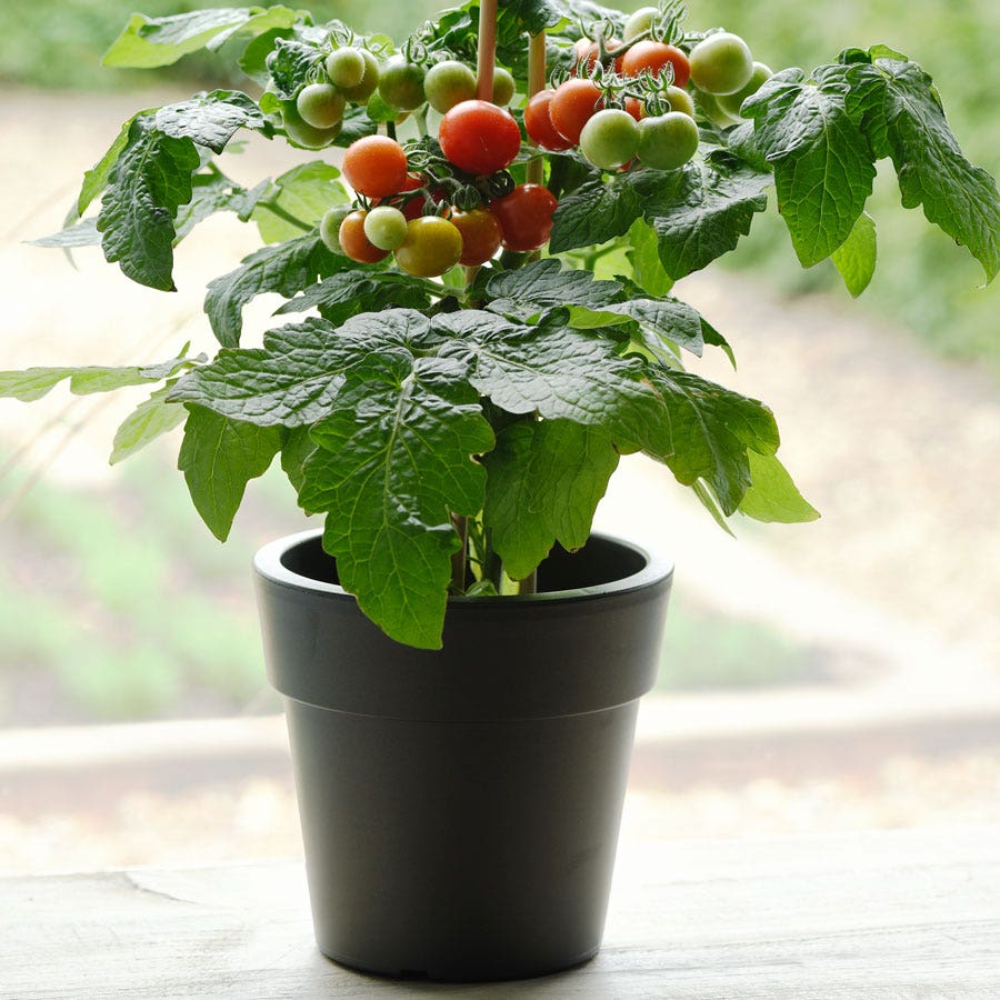 Kitchen Minis™ Siam Edible Potted Tomato Seeds