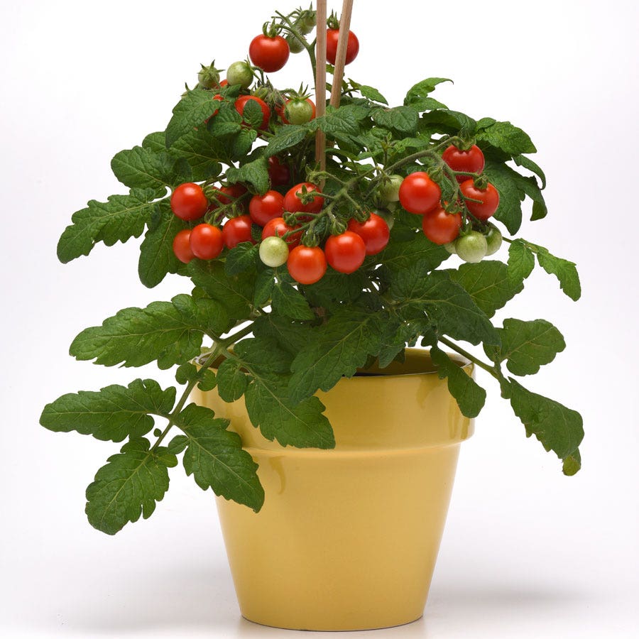 Kitchen Minis™ Siam Edible Potted Tomato Seeds