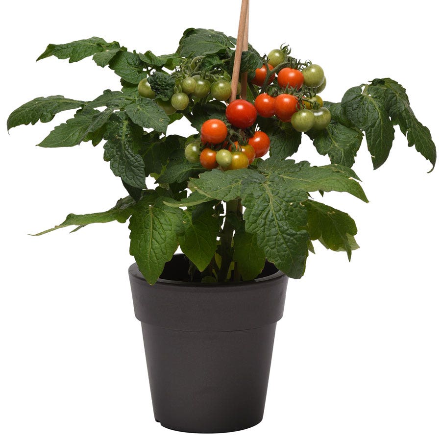 Kitchen Minis™ Siam Edible Potted Tomato Seeds