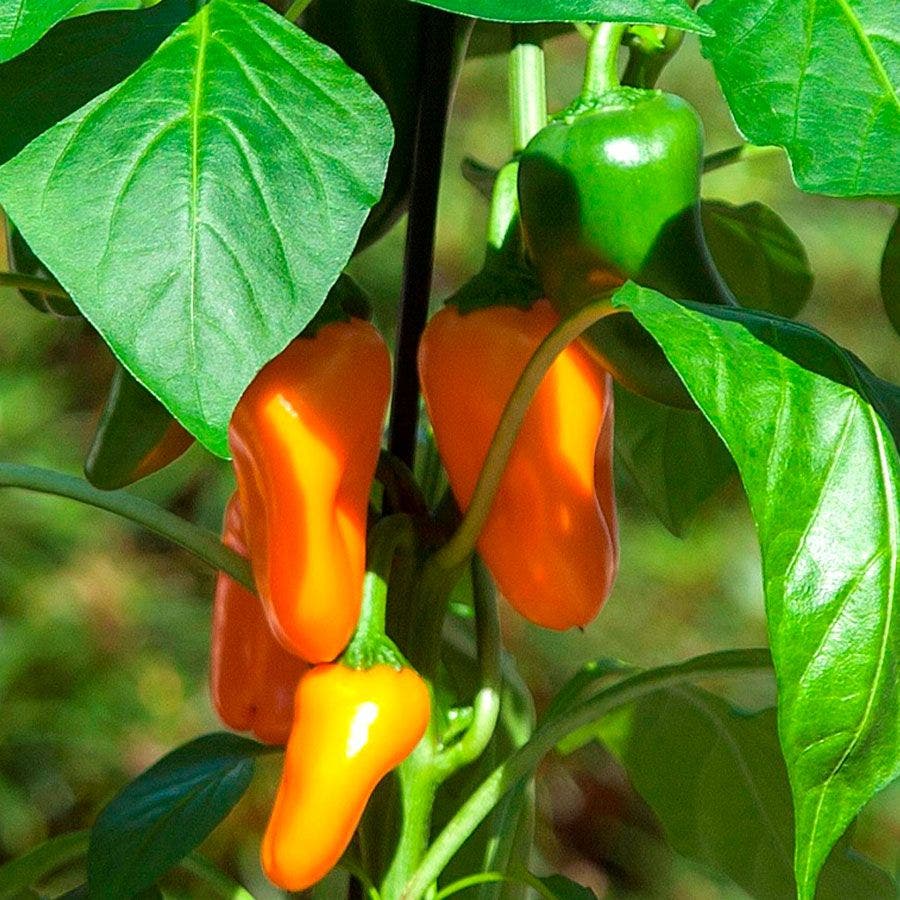 plant fresh pepper seeds Kitchen Minis™ Fresh Bites Orange Edible Potted Pepper Seeds