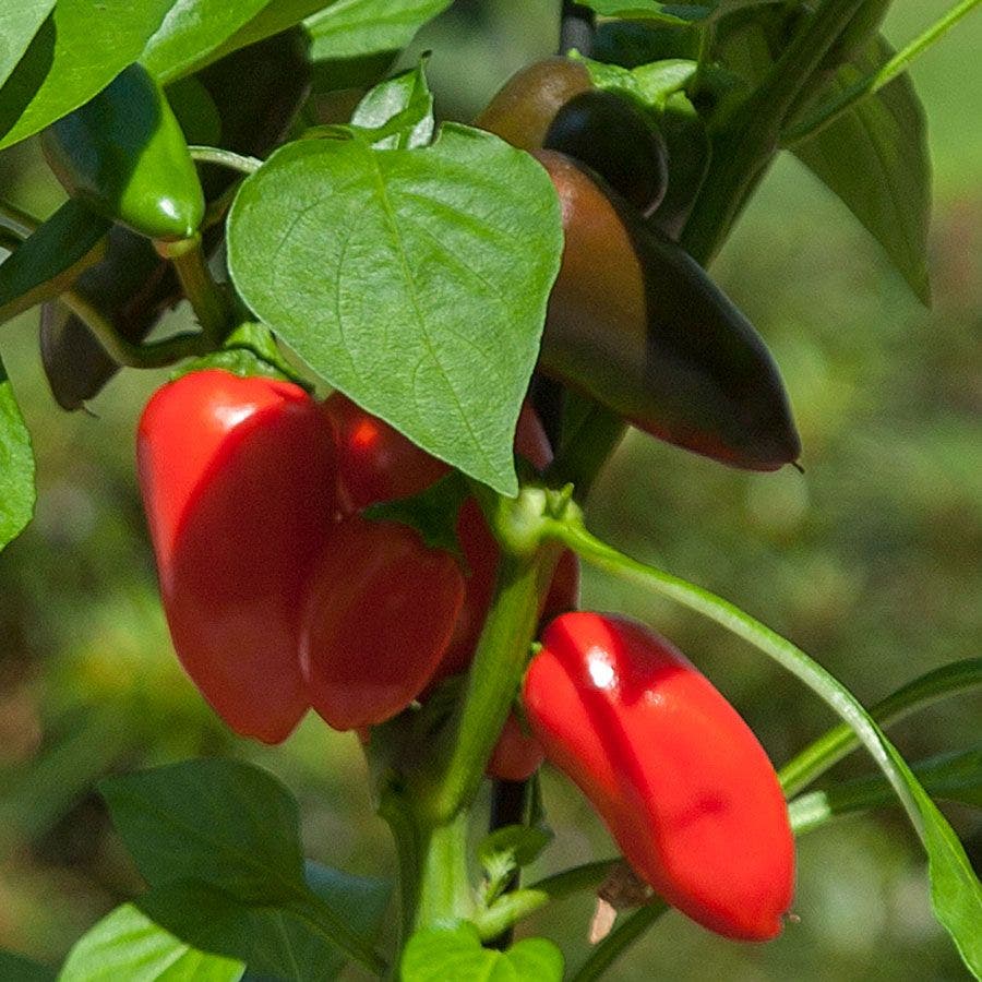 plants from kitchen seeds Kitchen Minis™ Fresh Bites Red Edible Potted Pepper Seeds