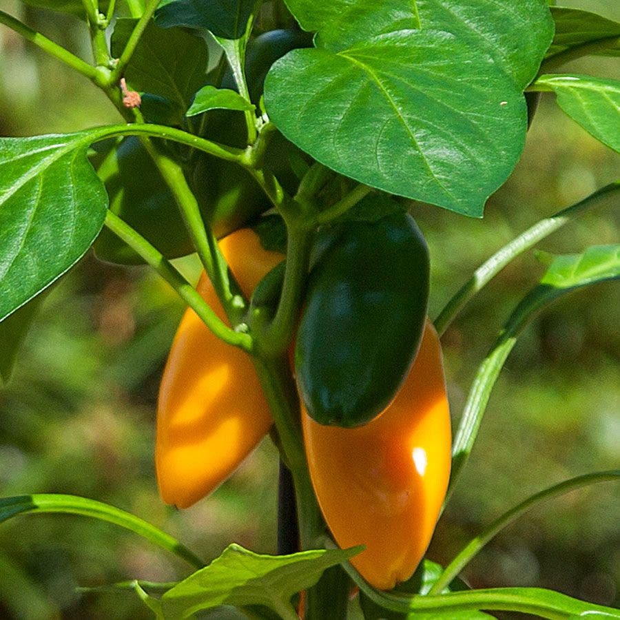 planting yellow pepper seeds Kitchen Minis™ Fresh Bites Yellow Edible Potted Pepper Seeds