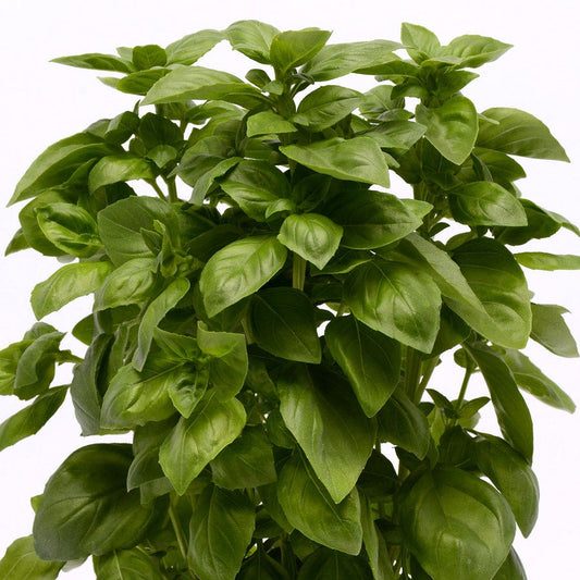 Everleaf Genovese Basil Seeds