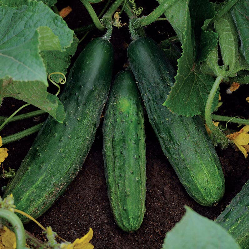 Patio Snacker Cucumber Seeds
