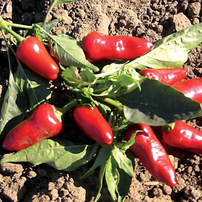 red pepper seeds for planting Fresno Pepper Seeds – Park Seed