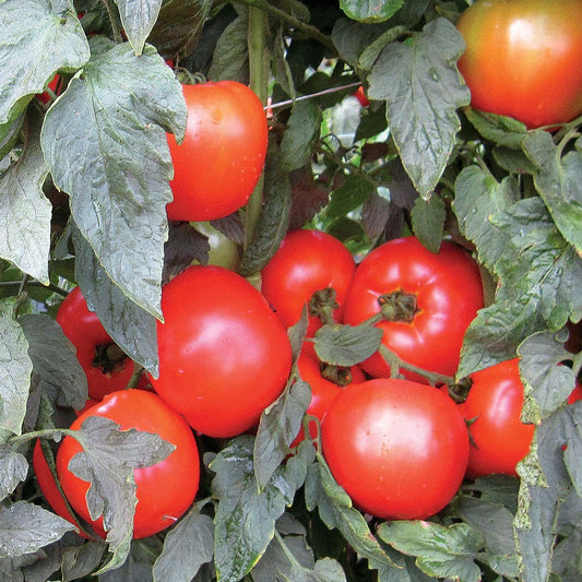 Mountain Merit Hybrid Tomato Seeds