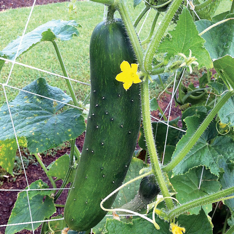 Sir Crunch a Lot Hybrid Cucumber Seeds