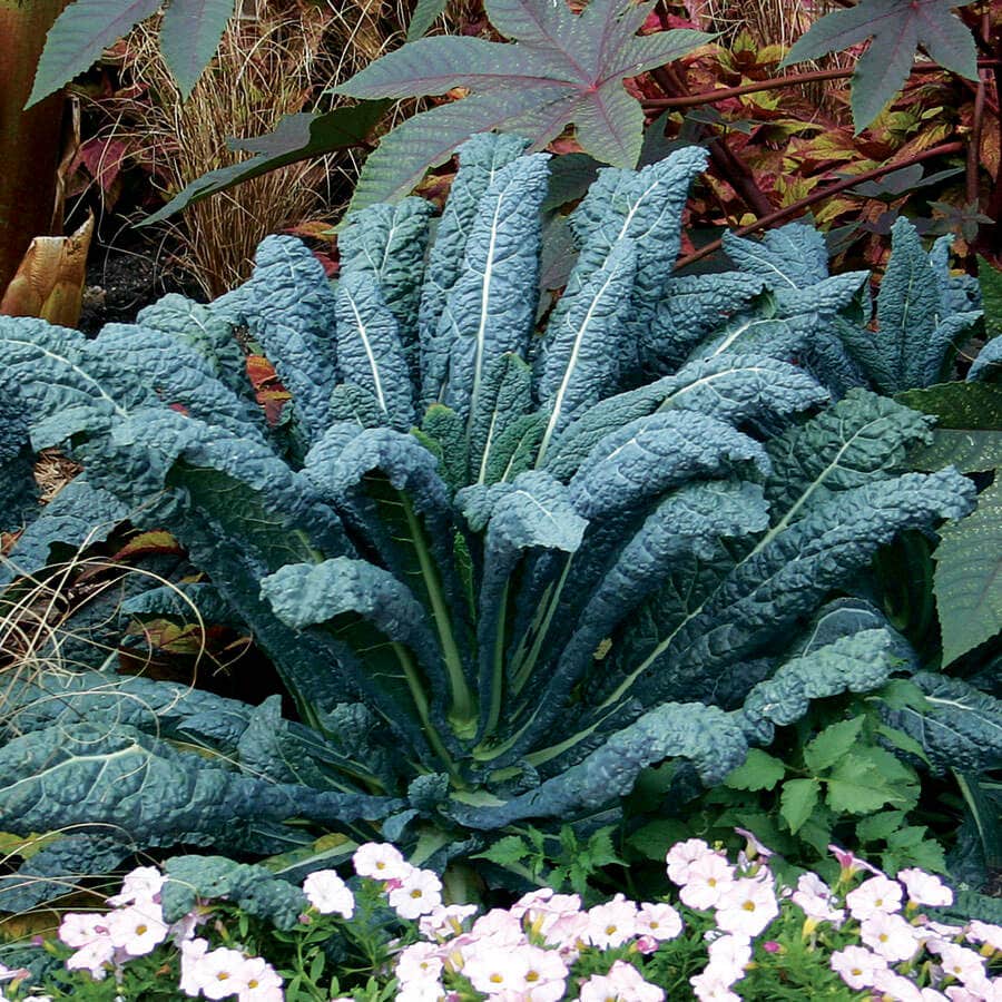 kale seeds for planting Lacinato Kale Seeds