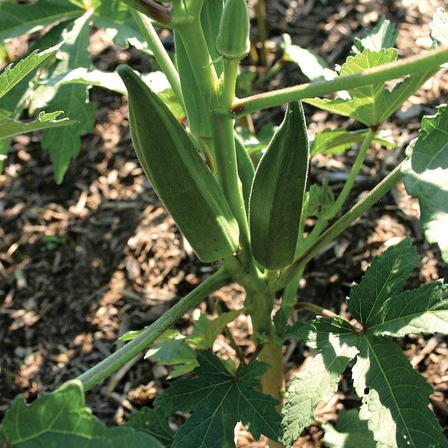 okra planting seeds Jambalaya Okra Seeds – Park Seed