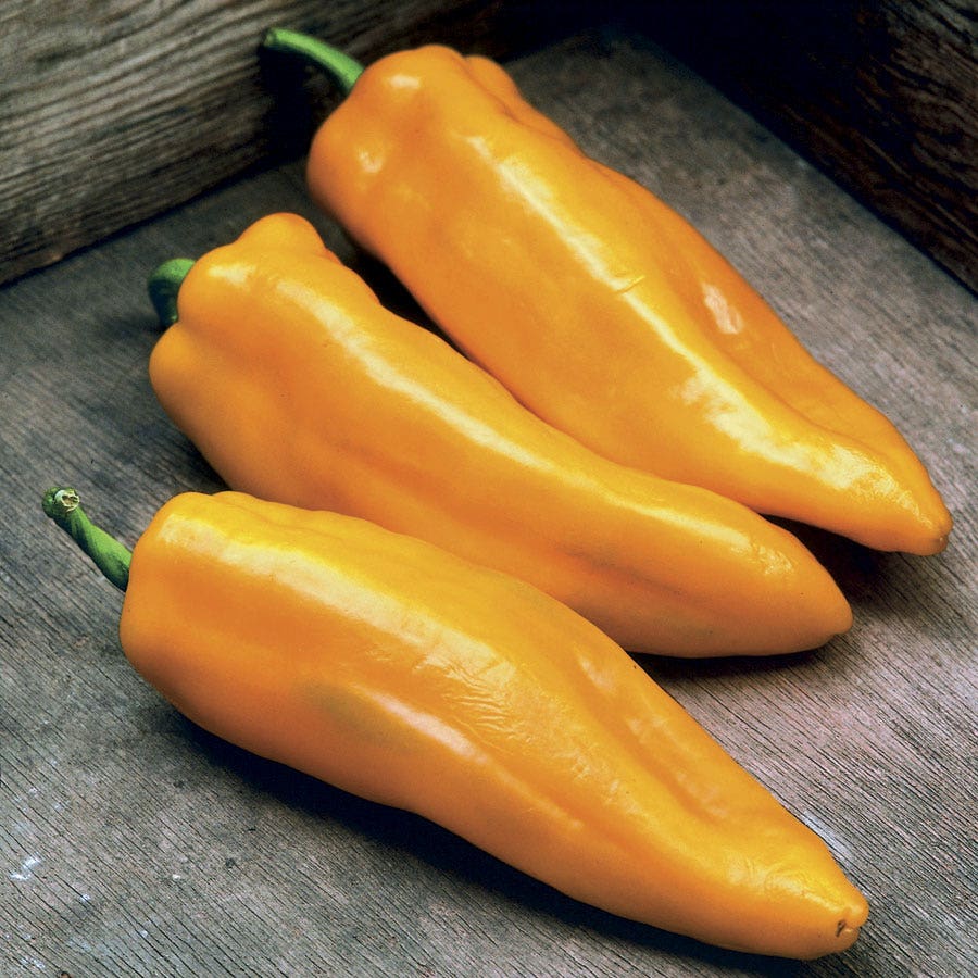 Mama Mia Giallo Hybrid Sweet Pepper Seeds