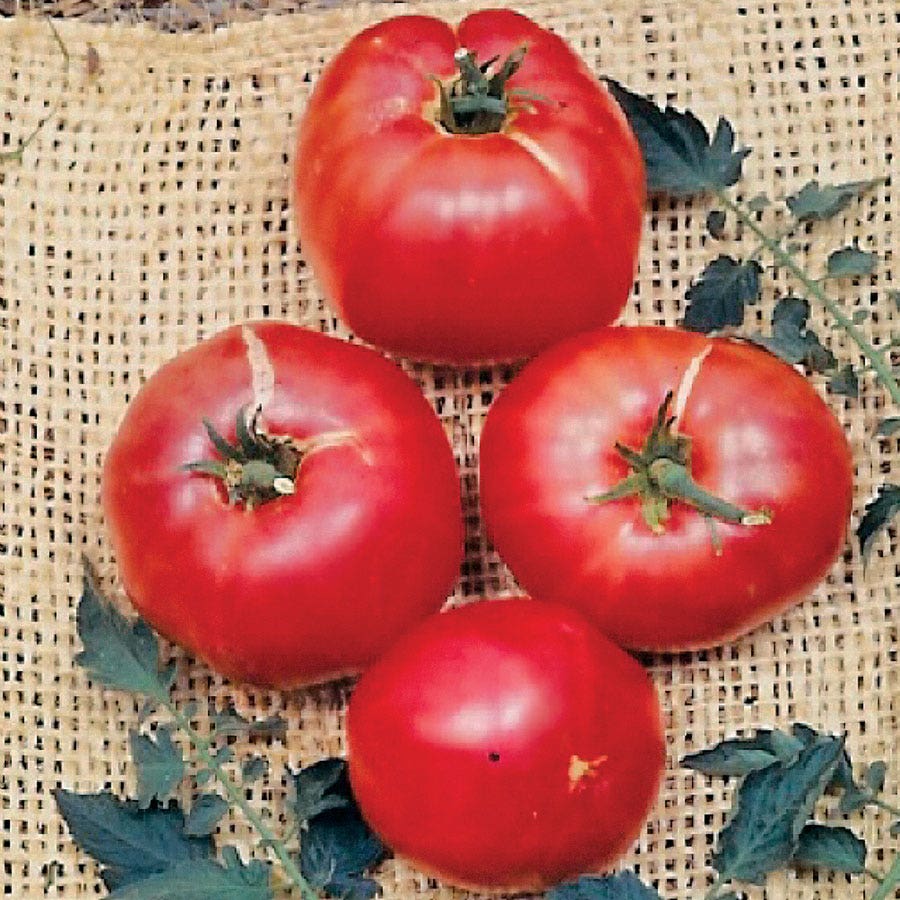 german red strawberry tomato seeds German Johnson Tomato Seeds – Park Seed